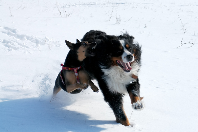 dogs-running-1-1623343-639x425