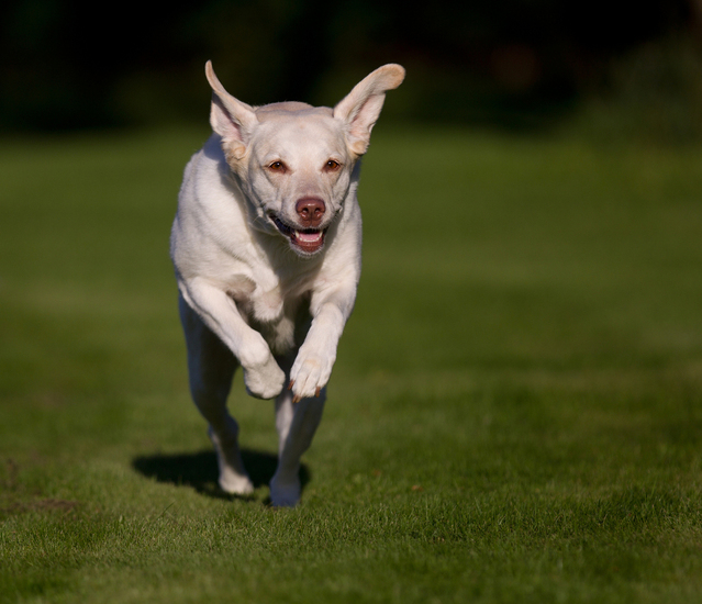 labrador-retriever-1299559-639x550