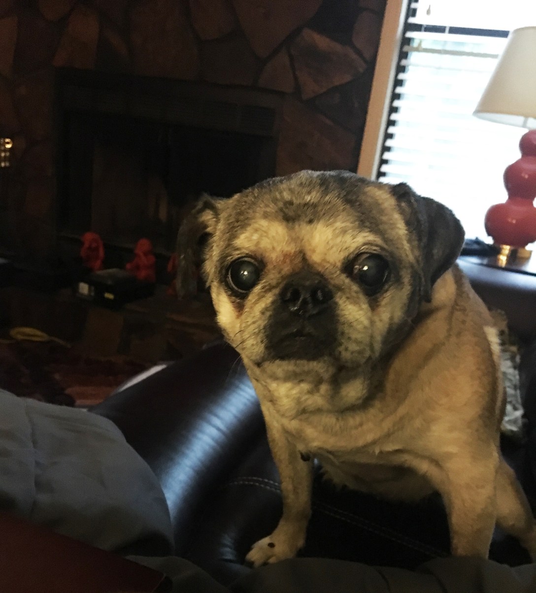 Close up shot of older pug on leather sofa