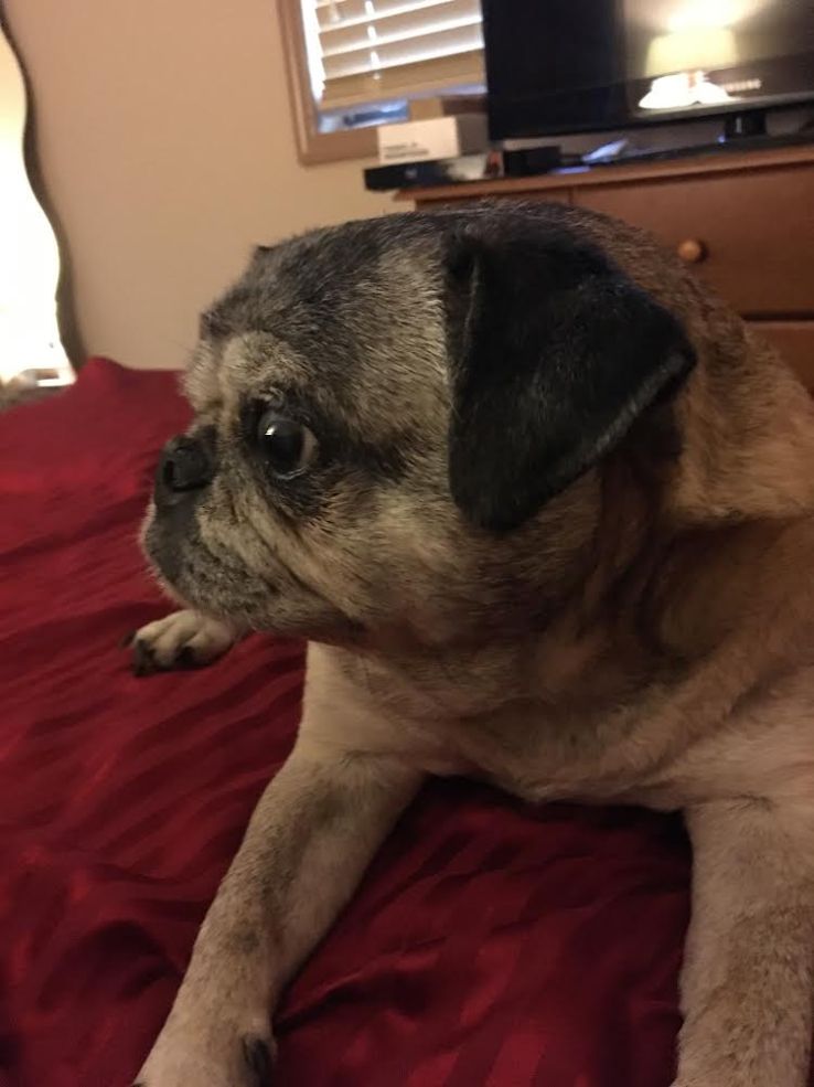 Side profile close up of Pudgie